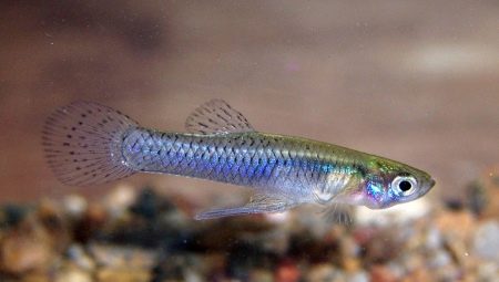 Gambusia: description, types et contenu dans l'aquarium