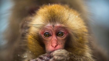 Year of the Monkey: dates, characteristics and compatibility