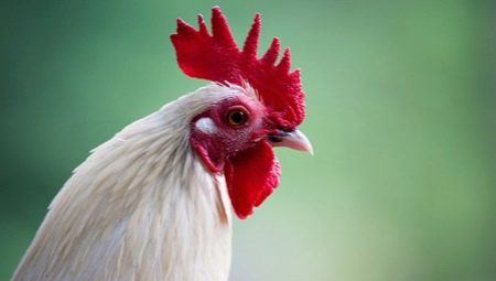 Year of the Rooster: characteristics, elements and compatibility