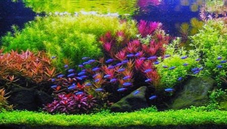 Dutch aquarium: planting and care scheme