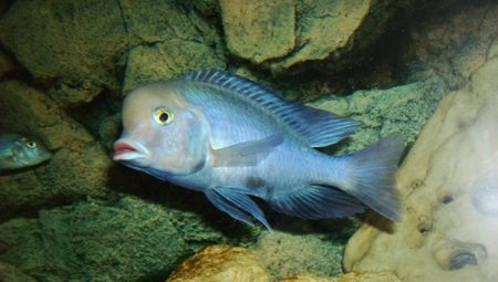 Dauphin bleu: une description des poissons d'aquarium et les règles de son entretien