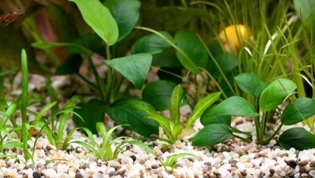 Aquarium soil: types, selection and application