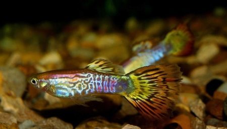 Guppy Cobra: colors and tips for content