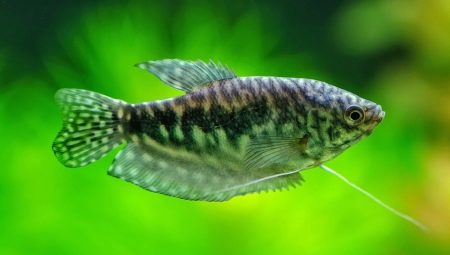 Gourami: description, types and care