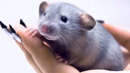 Characteristics of men born in the year of the Rat