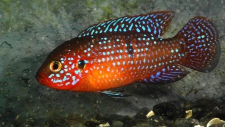 Chromis handsome: features, content and compatibility