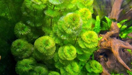 Kabomba: features of an aquarium plant, maintenance and breeding