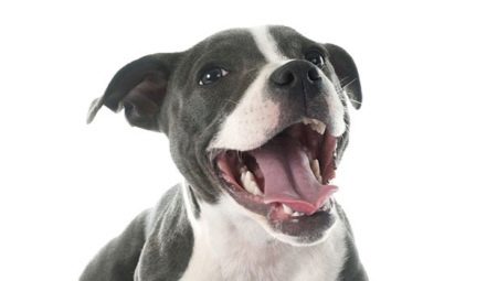 How to determine the age of a dog by its teeth?