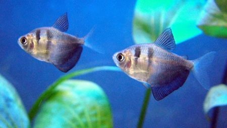 How to distinguish a male from a female?