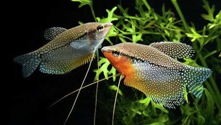 How to tell a female gourami from a male?