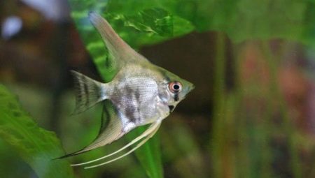 How to distinguish a female angelfish from a male?