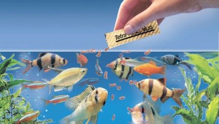 How to properly feed dry food to fish in an aquarium?