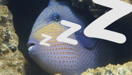 How do fish sleep in an aquarium?