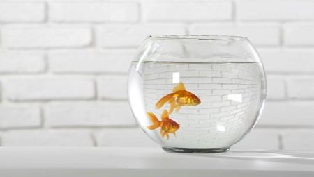 How to care for goldfish in a round aquarium?
