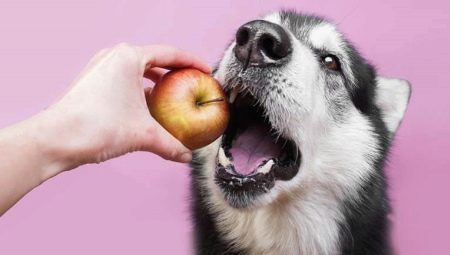 What kind of fruits can you give to dogs?