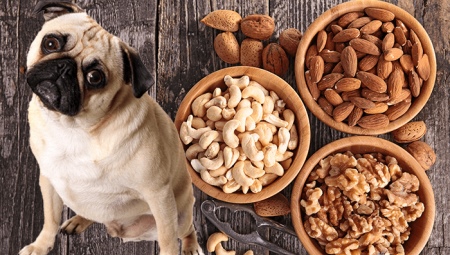 What nuts can and cannot be given to dogs?