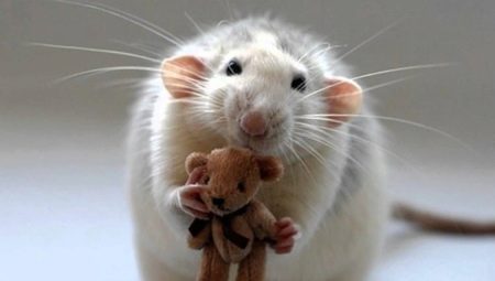 Which celebrities were born in the Year of the Rat?