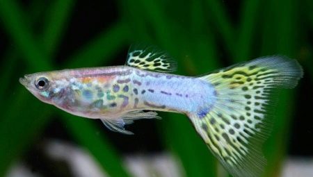 What should be the water temperature for guppies in the aquarium and how to maintain it?