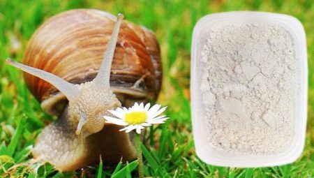 Calcium for snails: what can you give and how to prepare?