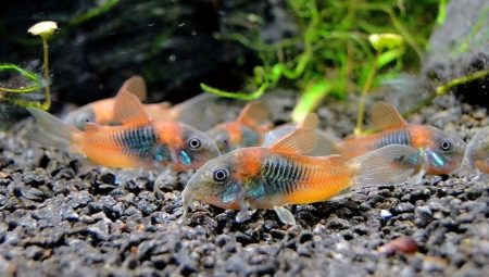 Corridoras Venezuela: catfish breeding and keeping