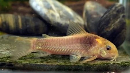 Corridors: species, maintenance, feeding and breeding