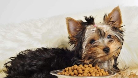 Small breed dog food: types and selection criteria