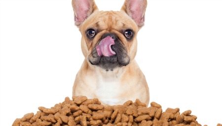 Food for old dogs: what are they and how to choose the right one?