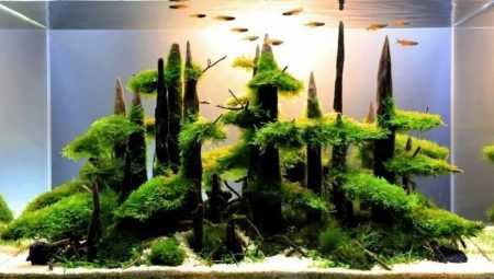 Driftwood for an aquarium: types and applications