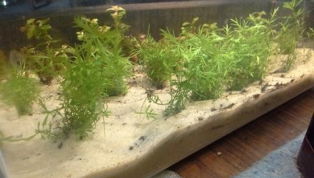 Quartz sand for an aquarium: varieties, selection and rules of use