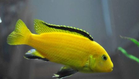 Labidochromis yellow: features, content and compatibility with other fish