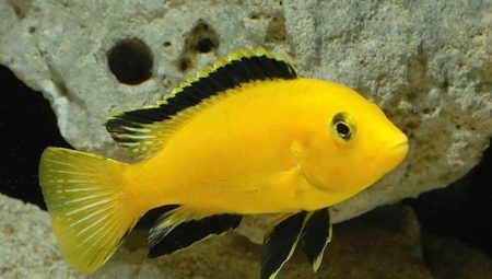 Labidochromis: popular types and tips for keeping