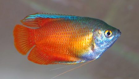 Labyrinth fish: what are they and how to care for them?