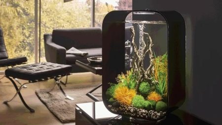 Small aquariums: features, varieties, selection and settlement