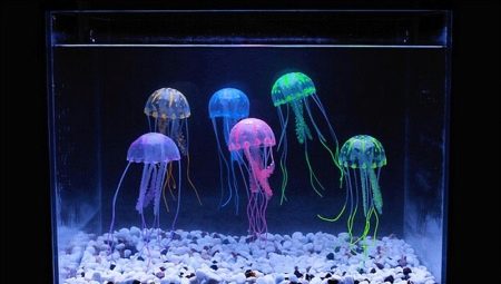 Jellyfish in an aquarium: what are they and how to keep them?