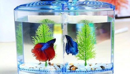 Mini-aquariums: how to equip and what kind of fish to get?