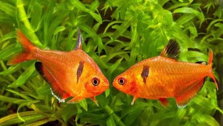 Minors: description, content, breeding and compatibility
