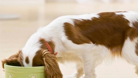 Is it possible to feed a dog with natural and dry food at the same time and how to do it correctly?