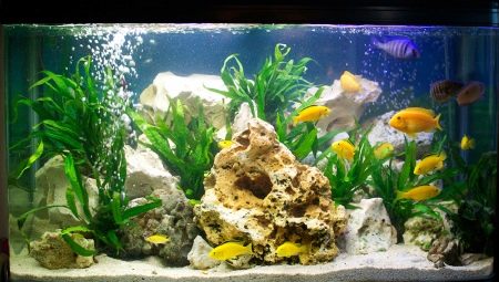 Aquarium inhabitants: types and tips for choosing