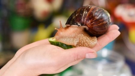 Review of popular species and subspecies of Achatina