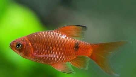 Fire barb: description, types, content and breeding