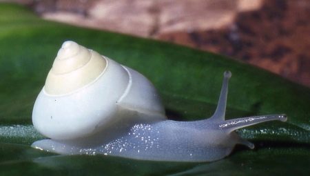 Description and content of Achatina albinos