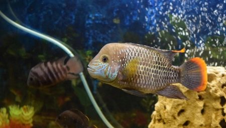 Description des espèces de poissons d'aquarium prédateurs et de leur contenu