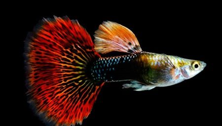 Features of the content of guppies