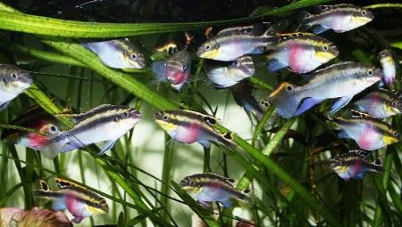 Pelvikachromis: varieties and tips for content