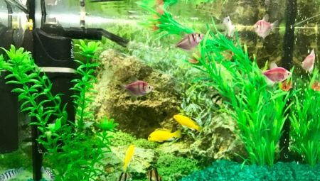 Aquarium sand: best options and preparation
