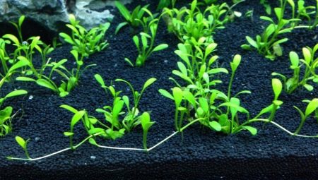 Substrat nutritif pour aquarium : avantages, inconvénients et fabricants populaires