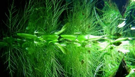 Floating aquarium plants: varieties, selection and care features