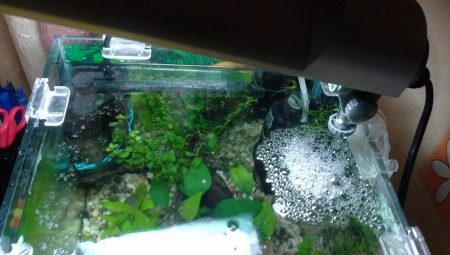 Film on the surface of the water in the aquarium: the reasons for the formation and methods of disposal