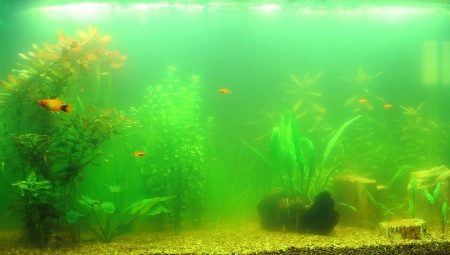 Why does water bloom in an aquarium and how to deal with it?