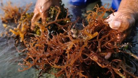 Why does brown algae appear in the aquarium and how to get rid of them?